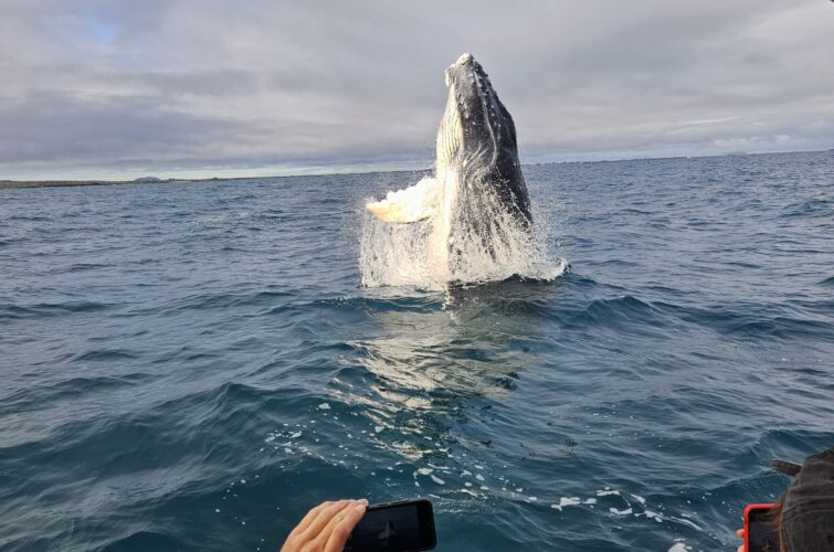 Whale from the Yacht