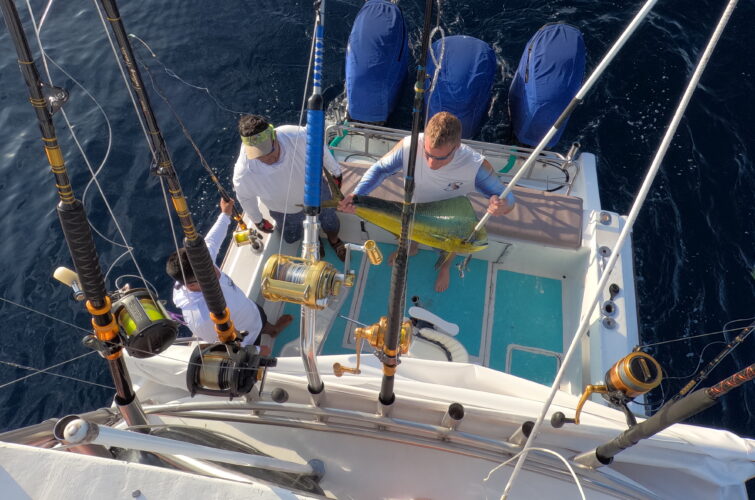 Mahi Mahi and guests Blog Pic