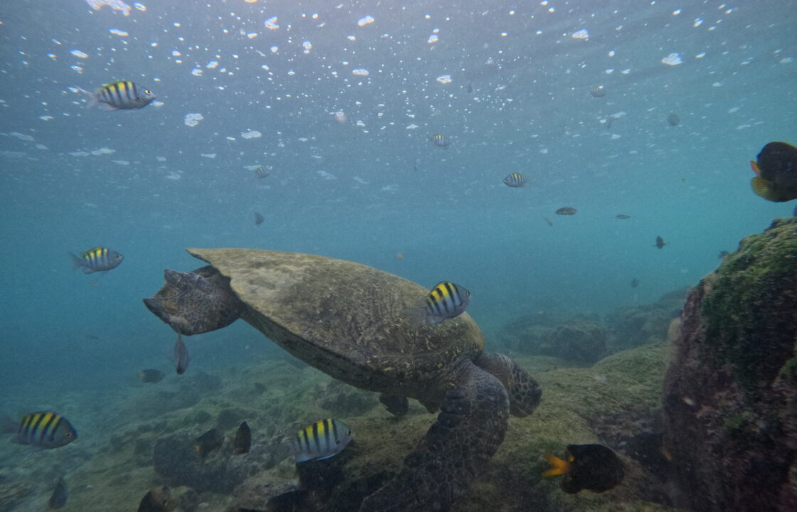 Sea Turtle Snorkeling Tour