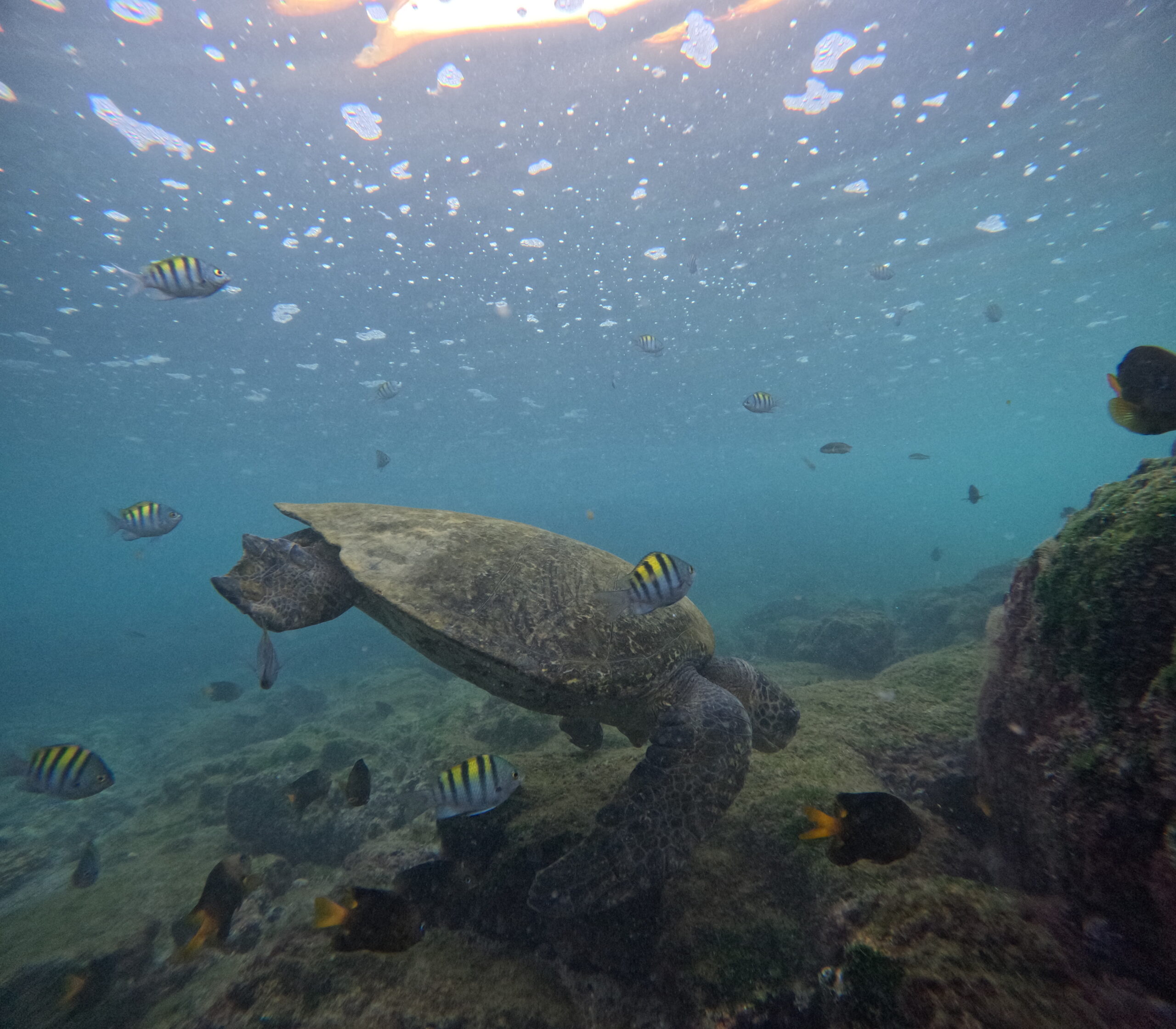 Sea Turtle Snorkeling Tour